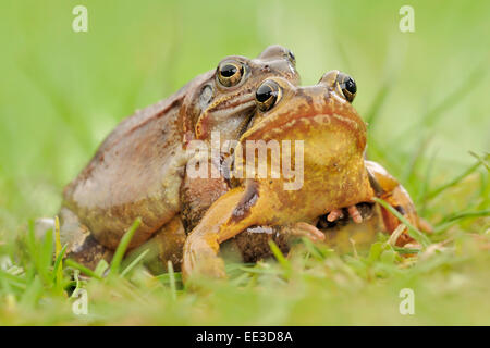 (Europäischen) gemeinsamen (braun) Frosch [Rana Temporaria], Grassfrosch, Deutschland Stockfoto