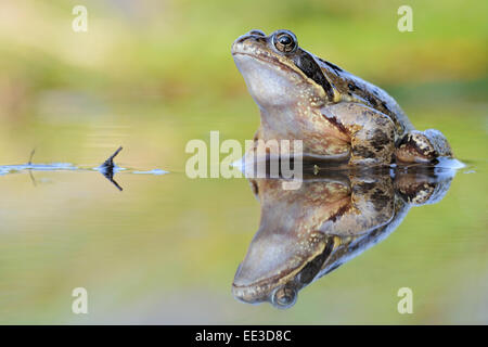 Grasfrosch [Rana Temporaria] Grassfrosch, Deutschland Stockfoto