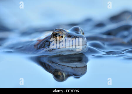 Frosch [Rana Arvalis] Moorfrosch Deutschland anlegen Stockfoto