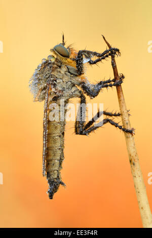 Robber Fly [Familie Asilidae], Raubfliege, Deutschland Stockfoto