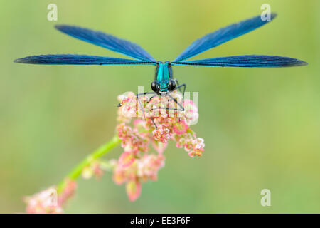 schöne Prachtlibelle [Calopteryx Virgo], Blaufluegel-Prachtlibelle, Deutschland Stockfoto