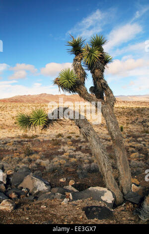 Pflanzen in arizona Stockfoto