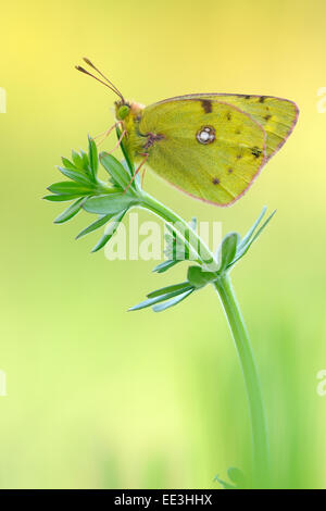 Pale getrübt gelben Schmetterling [Colias Hyale], Goldene Acht, Deutschland Stockfoto