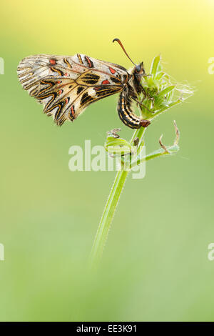 Osterluzeifalter, südlichen Schwalbenschwanz (Schmetterling) [Zerynthia Polyxena], Österreich Stockfoto