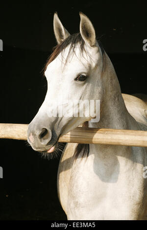 Schöne reinrassige graue Stute mit Blick auf die Stalltür. Junge reinrassige Araber stehen in der Stalltür. Stockfoto