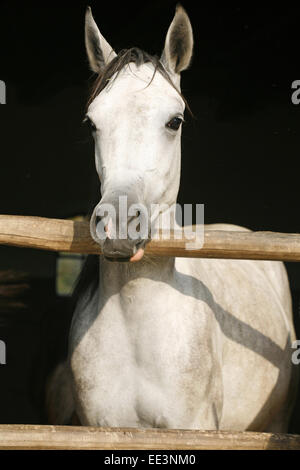 Schöne reinrassige graue Arabisches Pferd stehend in das Scheunentor. Porträt eines reinrassigen arabischen Pferdes Stockfoto