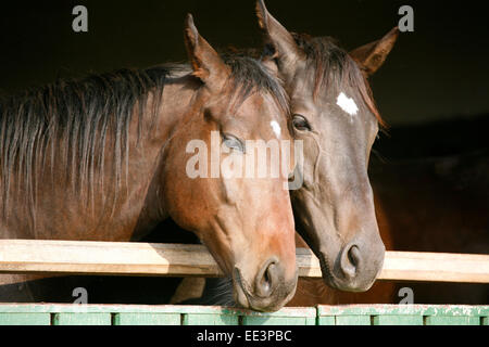 Zwei Vollblüter über Stalltür Stockfoto