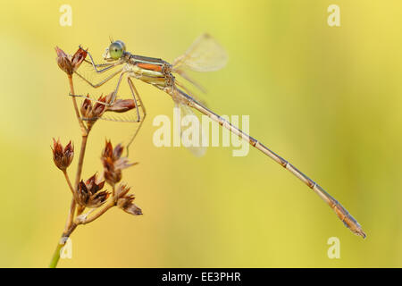 schüchtern Sie Emerald Damselfly [Lestes Barbarus] Migranten Spreadwing Südliche Binsenjungfer Stockfoto