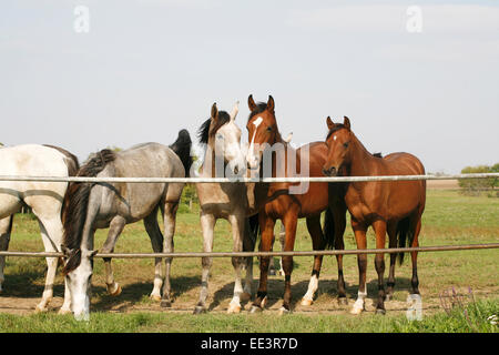 Schöne reinrassige Stuten über Corral Tür schauen. Reinrassigen arabischen jungen Fohlen stehen auf der Koppel Tor Ackerland im Sommer Stockfoto