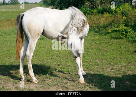 Graue arabischen Junghengst Beweidung im Feld.  Schöne arabische weißes Pferd grasen auf der Sommerwiese Stockfoto