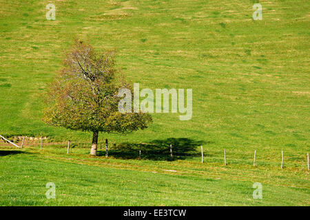 Einsamer Baum auf der grünen Wiese mit Zaun Stockfoto
