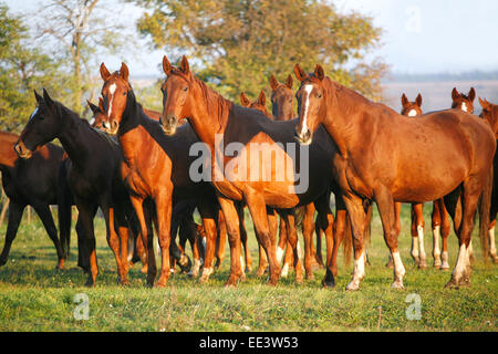 Vollblut-Pferde grasen auf der grünen Wiese in ländlichen Weideland Stockfoto