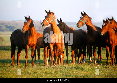 Vollblut-Pferde grasen auf der grünen Wiese in ländlichen Weideland Stockfoto