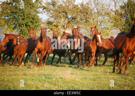 Fohlen und Stuten, die im Herbst Feld zu galoppieren, wenn die Sonne Ländliches Motiv untergeht Stockfoto