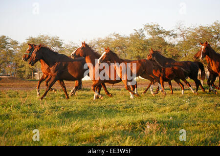 Herde im Herbst Feld zu galoppieren, wenn die Sonne Ländliches Motiv untergeht Stockfoto