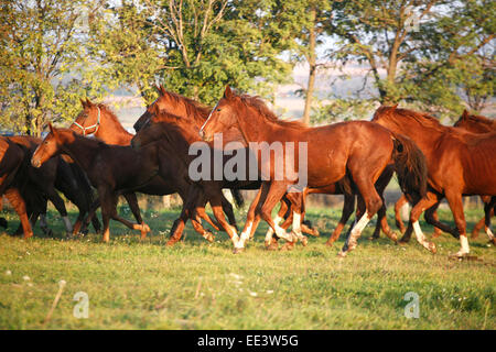 Herde im Herbst Feld zu galoppieren, wenn die Sonne Ländliches Motiv untergeht Stockfoto