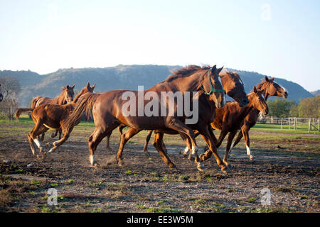Stapel der schönen Pferde quer auf Weideflächen Ländliches Motiv Stockfoto