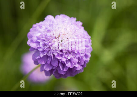 Scabiosa 'Oxford Blue'. Witwenblume Blüte hautnah. Stockfoto