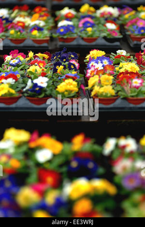 Primeln im Garten-Center / Frühjahr Pflanzen Stockfoto