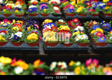 Primeln im Garten-Center / Frühjahr Pflanzen Stockfoto