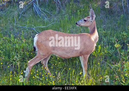 Mule Deer, weiblich in alberta, Kanada Stockfoto