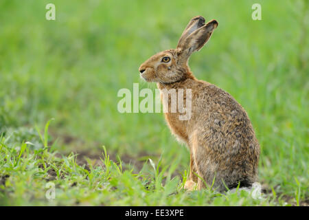 Feldhase (Lepus Europaeus) European Hase, Deutschland Stockfoto