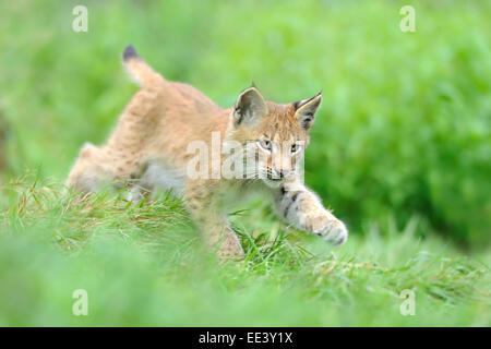 junge eurasische Luchs, Luchs, Deutschland Stockfoto