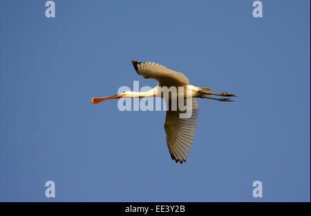 Löffelschnabel, Platalea leucorodia, fliegend Stockfoto