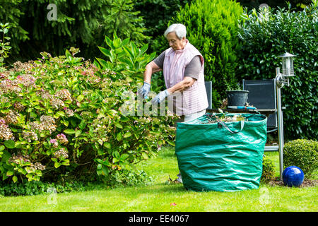 Senioren, ältere Frau, Mitte 70, im Garten arbeiten, Stockfoto