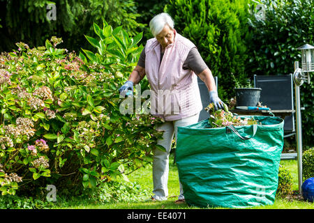 Senioren, ältere Frau, Mitte 70, im Garten arbeiten, Stockfoto