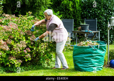 Senioren, ältere Frau, Mitte 70, im Garten arbeiten, Stockfoto