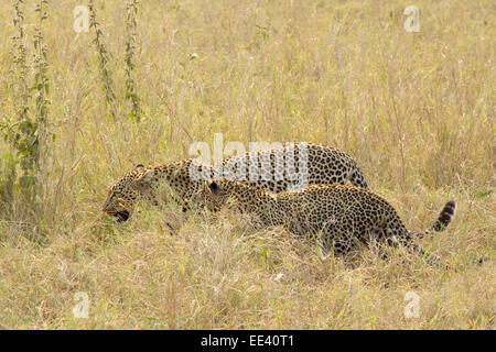 Ein paar Leoparden (Panthera Pardus) zu Fuß in den Rasen in Serengeti Nationalpark, Tansania Stockfoto