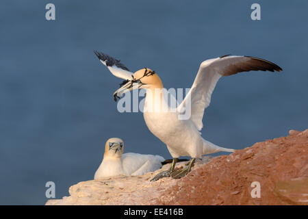 () Basstölpel [Morus Bassanus, ehemals Sula Bassana], Nordsee, Deutschland Stockfoto