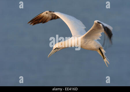 () Basstölpel [Morus Bassanus, ehemals Sula Bassana], Nordsee, Deutschland Stockfoto