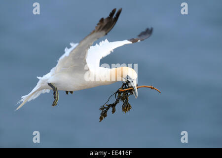 () Basstölpel [Morus Bassanus, ehemals Sula Bassana], Nordsee, Deutschland Stockfoto