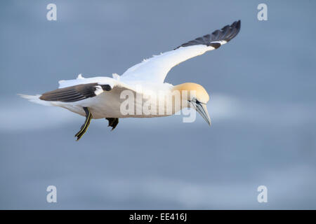 () Basstölpel [Morus Bassanus, ehemals Sula Bassana], Nordsee, Deutschland Stockfoto