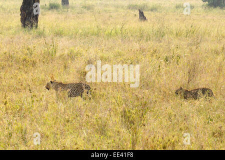 Ein paar Leoparden (Panthera Pardus) zu Fuß in den Rasen in Serengeti Nationalpark, Tansania Stockfoto