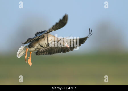 (mehr) weiß – Anser Gans [Anser Albifrons], Deutschland Stockfoto