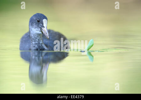 (Eurasischen) schwarze Wasserhuhn [Fulica Atra], Blaesshuhn, Deutschland, jung Stockfoto