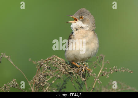 (gemeinsame) Whitethroat [Warbler] [Sylvia Communis], Dorngrasmuecke, Deutschland Stockfoto