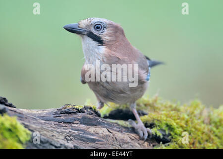 (Eichelhäher) [Garrulus Glandarius], Eichelhaeher, Deutschland Stockfoto