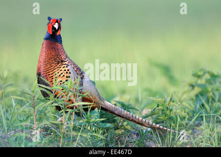 (gemeinsame) Fasan [Phasianus Colchicus], Fasan, Deutschland Stockfoto