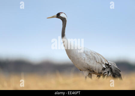 Eurasische Kranich [Grus Grus], Grauer Kranich, Deutschland Stockfoto