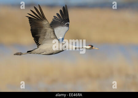 Eurasische Kranich [Grus Grus], Grauer Kranich, Deutschland Stockfoto