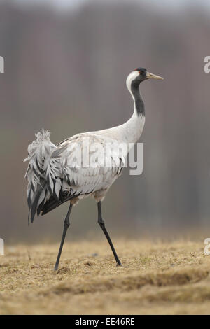 Eurasische Kranich [Grus Grus], Grauer Kranich, Deutschland Stockfoto