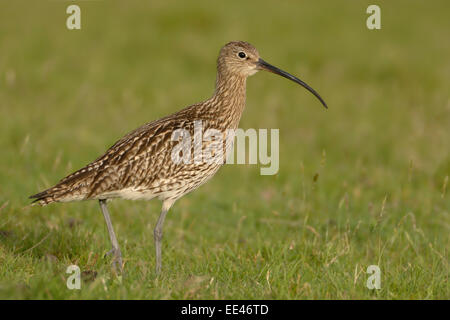 (Eurasischen) Brachvogel [Numenius Arquata], Großer Brachvogel Stockfoto