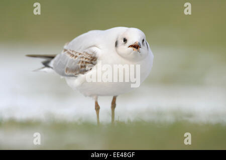 (gemeinsame) Lachmöwe [Chroicocephalus Ridibundus SY: Larus Ridibundus] Stockfoto