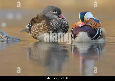 Mandarinente Aix Galericulata, paar, Mandarinente, pärchen Stockfoto