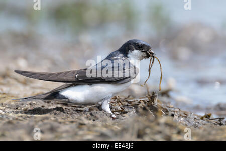 (gemeinsame) nördlichen Mehlschwalbe [Delichon Urbicum], Mehlschwalbe, Deutschland Stockfoto