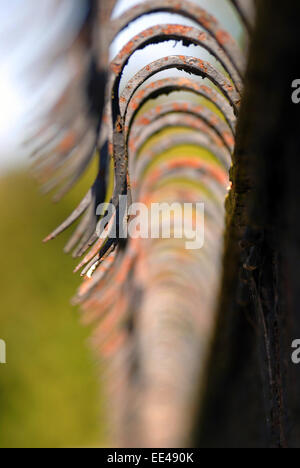 Stacheligen Zaun / Barben Stockfoto